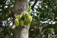 Artocarpus heterophyllus
